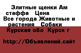 Элитные щенки Ам.стаффа › Цена ­ 25 000 - Все города Животные и растения » Собаки   . Курская обл.,Курск г.